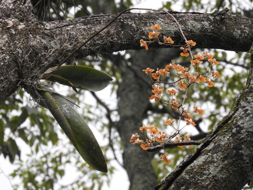 Image of Trichocentrum luridum by (c) Victor De la Cruz, some rights reserved (CC BY)