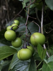 Solanum luculentum