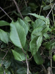 Solanum luculentum
