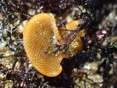 Primavelans insculpta