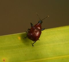 Attelabinae