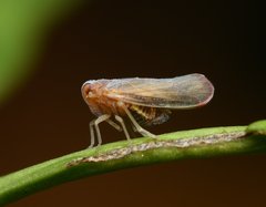 Omolicna