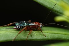 Pimpla marginella
