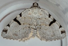 Macaria subcessaria