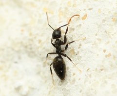 Technomyrmex difficilis