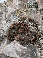 Psoraceae