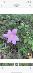 Zephyranthes carinata