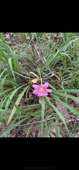 Zephyranthes carinata