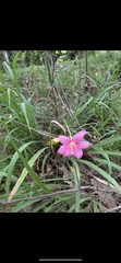 Zephyranthes carinata