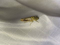 Homalodisca liturata