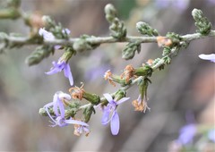 Olearia lanuginosa