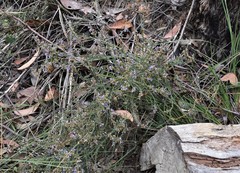Olearia lanuginosa