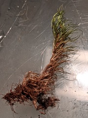 Paraleucobryum longifolium