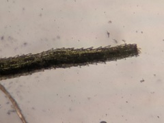 Paraleucobryum longifolium