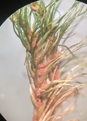 Paraleucobryum longifolium