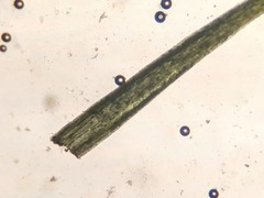 Paraleucobryum longifolium