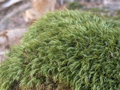 Paraleucobryum longifolium