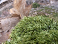Paraleucobryum longifolium