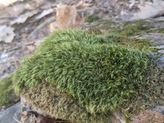 Paraleucobryum longifolium