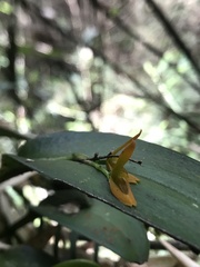 Acianthera