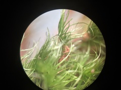 Paraleucobryum longifolium