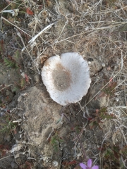 Battarrea phalloides
