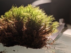 Paraleucobryum longifolium
