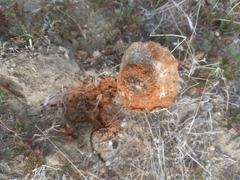 Battarrea phalloides