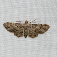 Chloroclystis mniochroa