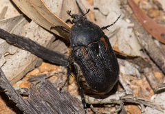 Diaphonia