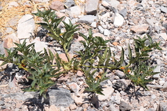 Solanum corymbosum
