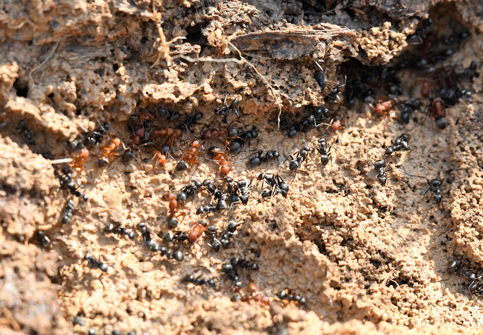 Formica rubicunda