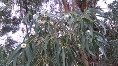 Eucalyptus globulus