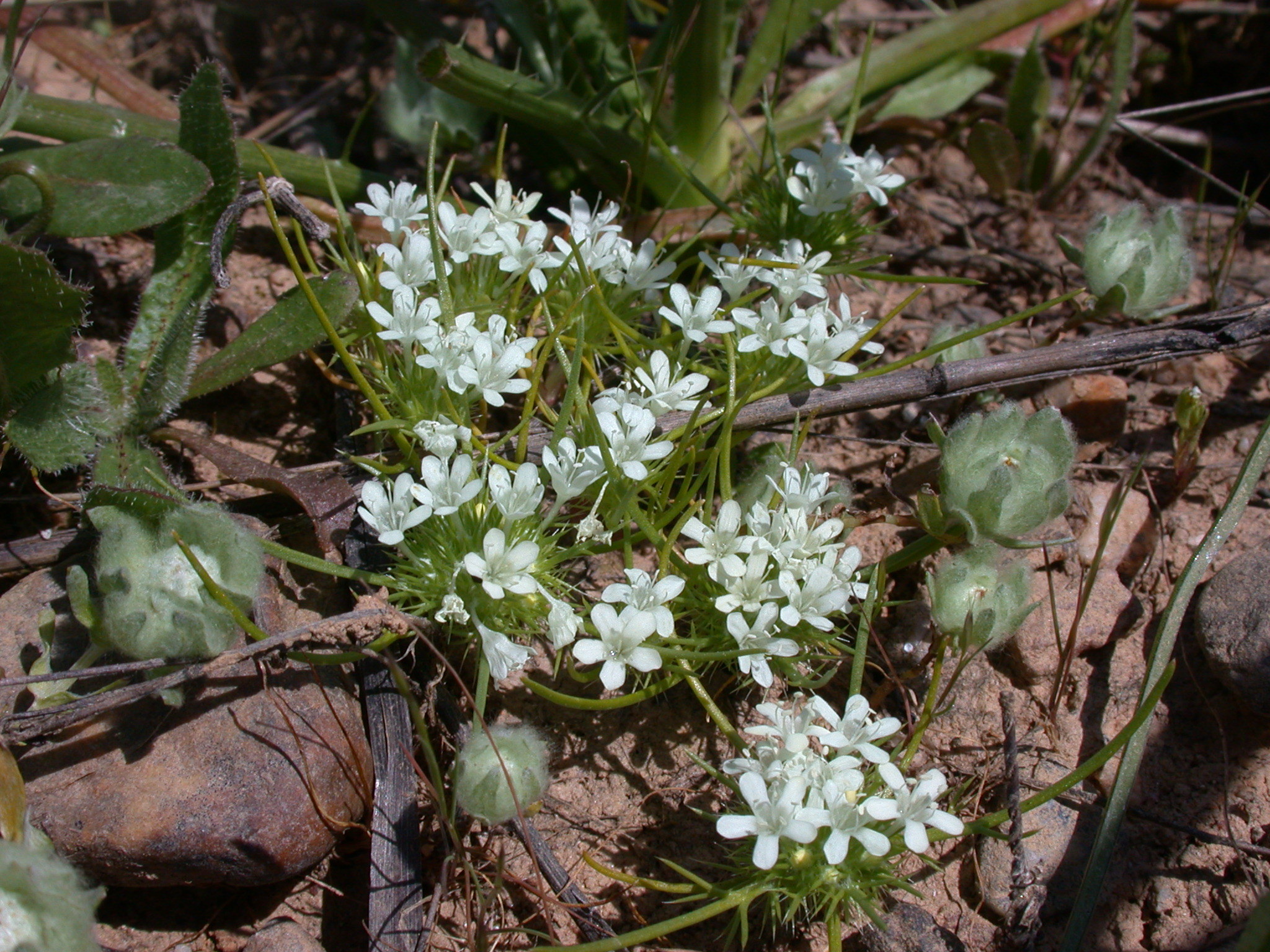 Navarretia leucocephala
