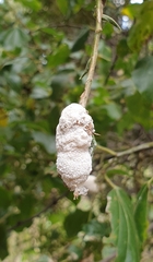 Coniodictyum chevalieri