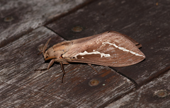 Abantiades argyrosticha