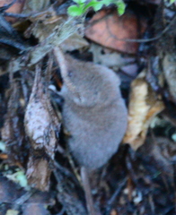 Sorex trowbridgii