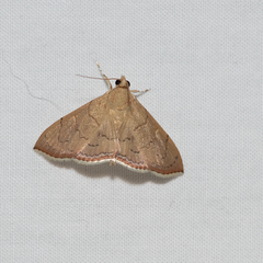 Hyalobathra crenulata
