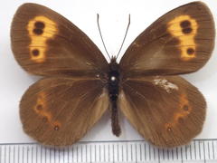 Erebia niphonica