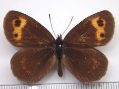 Erebia niphonica
