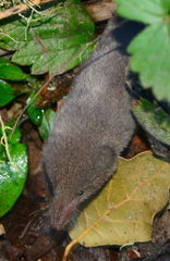 Sorex trowbridgii