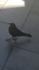 Euphagus cyanocephalus