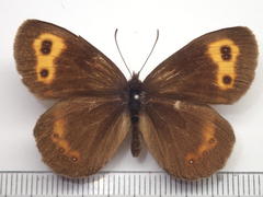 Erebia niphonica