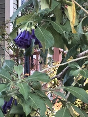 Iochroma