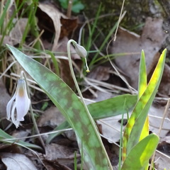 Erythronium albidum