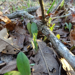 Primula meadia