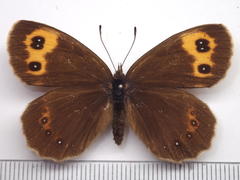 Erebia niphonica