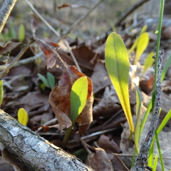 Primula meadia