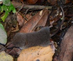 Sorex trowbridgii
