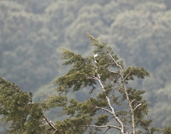 Accipiter striatus chionogaster